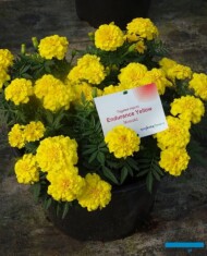Tagetes Endurance Yellow_Syngenta_fot.A-Cecot_m