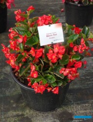 Begonia_BionicRed_Syngenta_fot-A-Cecot