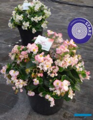 Begonia Tophat Rose Bicolor_Syngenta_fot.A-Cecot