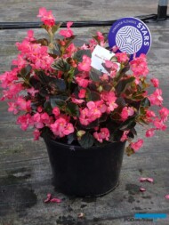 Begonia_BionicBronzeRose_Syngenta_fot-A-Cecot