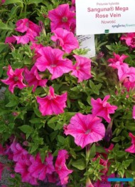 Petunia_Sanguna Mega Rose Vein_Syngenta_fot-A-Cecot