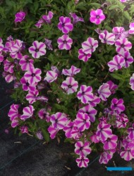 Petunia_Dekko Pinwheel Purple _Syngenta_fot-A-Cecot_