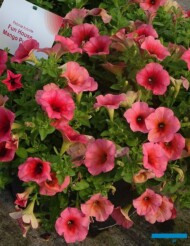 Petunia_Fun House Mango Punch_Syngenta_fot-A-Cecot