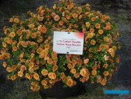 Calibrachoa ×hybrida Callie Double Yellow Rose Bicolor_Syngenta_fot.A-Cecot