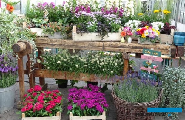 Dni Otwarte firmy Syngenta Flowers 2022 - migawka z Łabiszyna, fot. A. Cecot