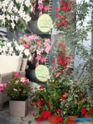 Mandewila Rio_Syngenta_Łabiszyn_fot-A-Cecot