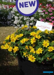 Bidens ferulifolia Brazen Happy Sun_Syngenta_fot.A-Cecot