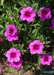 Calibrachoa ×hybrida Callie Hot Pink_Syngenta_fot.A. Cecot