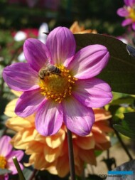 Dahlia hybrida Dahlegria Light Rose_Syngenta_fot.A. Cecot