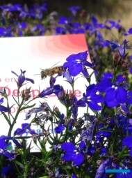 Lobelia erinus Techno Deep Blue__Syngenta_fot.A-Cecot