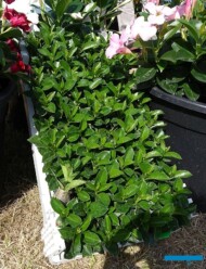 Sadzonki mandewili w palecie Xcarrier "103"_Syngenta