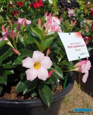 Mandevilla RioAppleblossom_Syngenta_fot-A-Cecot