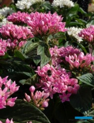 Pentas lanceolata BeeBright Pink_Syngenta_fot.A. Cecot