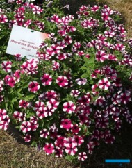 Petunia_Shortcake Raspberry_Syngenta_Kolbuszowa_fot. A-Cecot