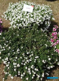 Petunia Itsy White (u góry) w porównaniu z popularną odmianą sutery ("bakopy"), 30 czerwca_fot-A.Cecot