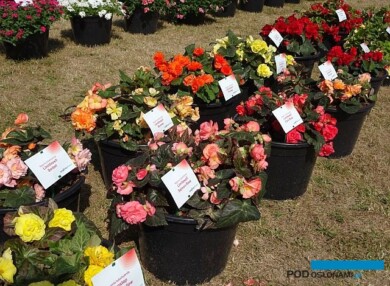 Begonie Limitless_Syngenta_fot.A-Cecot