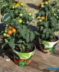 Pomidory z linii Vegetalis_Syngenta_fot-A-Cecot