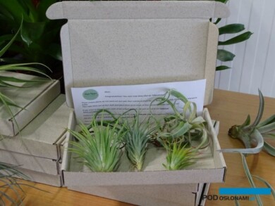 Tillandsia_UniqueTropique_Deroose_fot. A. Cecot