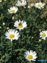 Argyranthemum frutescens Molimba C White_Syngenta_fot.A. Cecot