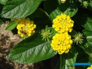 Lantana ×hybrida Bandolista Pineapple_Syngenta_fot.A. Cecot