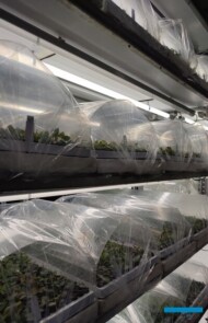 Mikrosadzonki w pojemnikach układane są na półkach