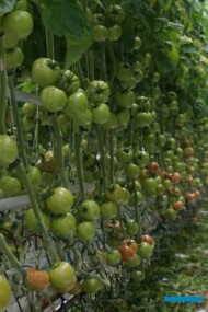 Pomidor Maturbo w uprawie w miejscowości Joanka w rejonie Kalisza