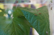 Wrzecionek mszycojad (Micromus angulatus) prezentowany na stoisku firmy Biobest Group B.V. nagrodzonej za produkt Microsmus-System, zawierający dorosłe osobniki tego drapieżnego owada