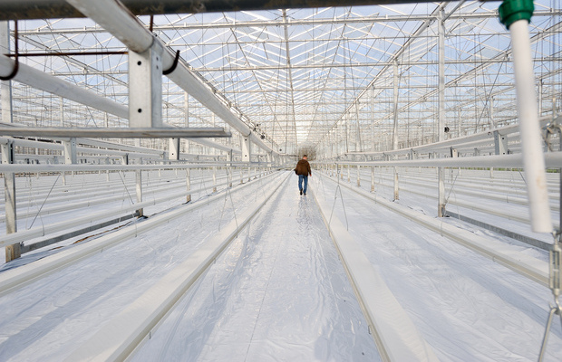 Czysty start - przed rozpoczęciem nowego sezonu uprawy warzyw szklarniowych ważna jest dezynfekcja obiektu