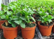 Hortensje - półprodukt_Plantpol-2022