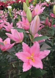 Lilia Vendome - odmiana bezpyłkowa z grupy Mieszańców orientalnych (OR), fot. Onings