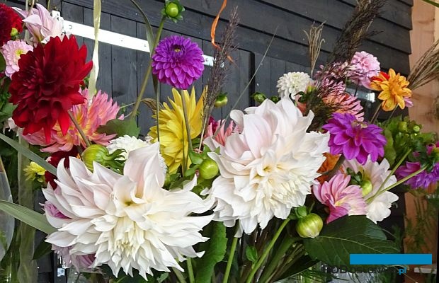 Holland Dahlia Event 2019