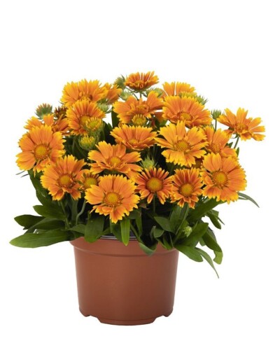 Gaillardia aristata ‘Dogailspinman’ SPINTOP MANGO_Plantarium-GroenDirekt2022