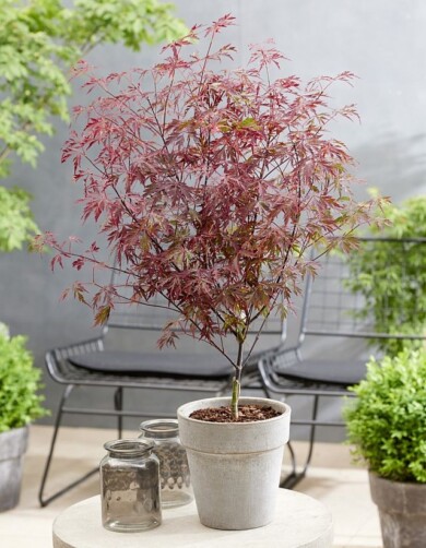 Acer-palmatum-Opstal11-ROYAL-GARNET_fot. Plantarium-GroenDirekt 2022