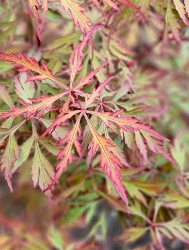 Acer-palmatum-Opstal11-ROYAL-GARNET_fot. Plantarium-GroenDirekt 2022
