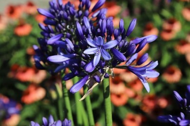 Agapanthus ‘Heidy’ (Pretty Heidy), fot. KVBC