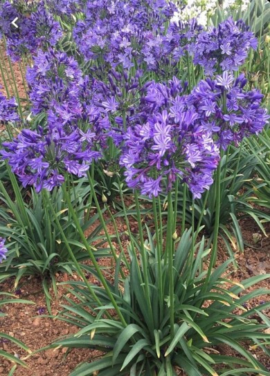 Agapanthus ‘AMDB002’ EVERPANTHUS POPPIN’ STAR _fot. Plantarium-GroenDirekt 2022