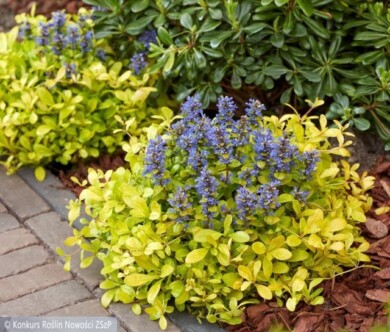 Ajuga FEATHERED FRIENDS CORDIAL CANARY--Fot.-Konkurs-Roslin-Nowosci-ZSzP