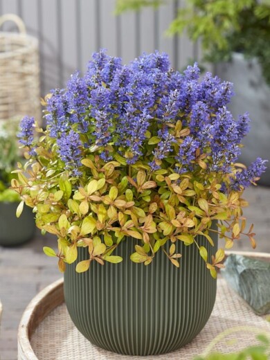 Ajuga ‘Fanfin’ FEATHERED FRIENDS FANCY FINCH_fot. Plantarium-GroenDirekt 2022