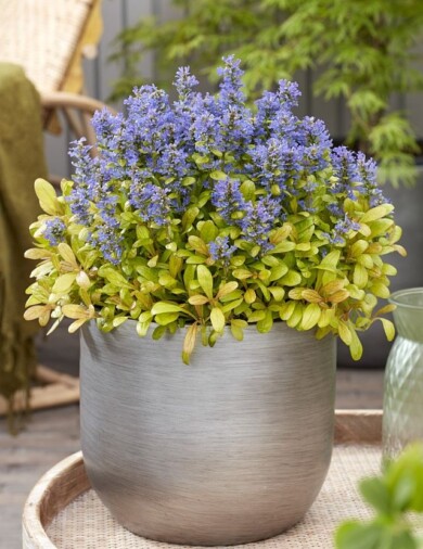 Ajuga ‘Petpar’ FEATHERED FRIENDS PETITE PARAKEET_fot. Plantarium-GroenDirekt 2022