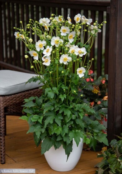 Anemone-Summer-Breeze-Snow--Fot.-Konkurs-Roslin-Nowosci-ZSzP