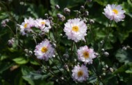 Jedna z nagród dla najbardziej innowacyjnych odmian bylin (ISU Awards 2022), przyznawanych przez Internationale Stauden-Union, przypadła polskiej odmianie zawilca - GARDEN BREEZE ‘Pink Touch’, hodowli Vitroflory (fot. Jo Bogaerts)
