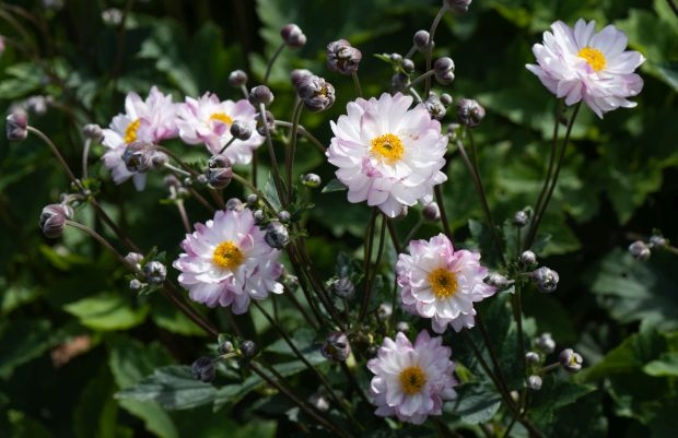 Jedna z nagród dla najbardziej innowacyjnych odmian bylin (ISU Awards 2022), przyznawanych przez Internationale Stauden-Union, przypadła polskiej odmianie zawilca - GARDEN BREEZE ‘Pink Touch’, hodowli Vitroflory (fot. Jo Bogaerts)