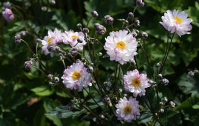 Anemone ×hybrida GARDEN BREEZE ‘Pink Touch’, fot. Jo Bogaerts