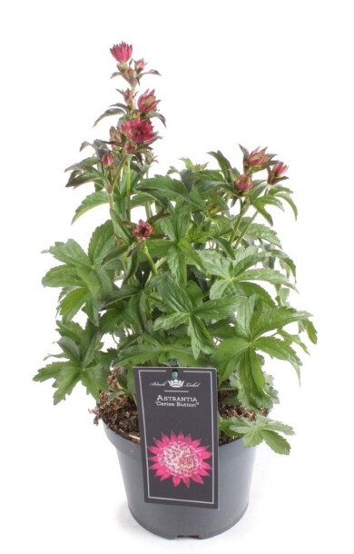 Astrantia major ‘Noastone’ CERISE BUTTON_Plantarium-GroenDirekt2022