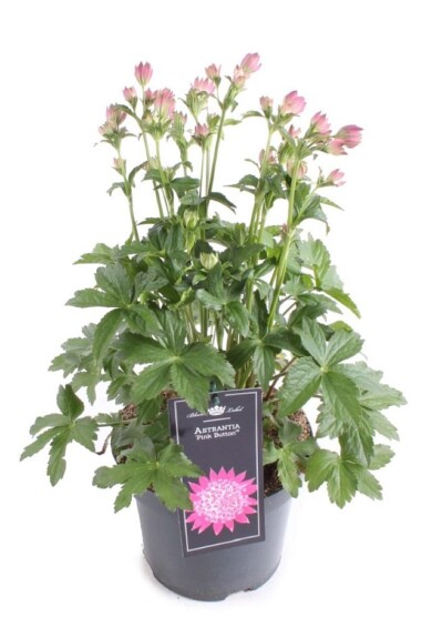 Astrantia major ‘Noastone’ PINK BUTTON_Plantarium-GroenDirekt2022