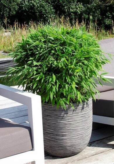 Fargesia murieliae ‘JAN W3M’ ELEGRASS BOOBUX MOONTEARS _Plantarium-GroenDirekt 2022