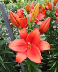 Lilia Bradano - nowość z grupy Mieszańców LA, fot. Onings