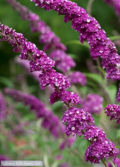Buddleja davidii BERRIES & CREAM--Fot.-Konkurs-Roslin-Nowosci-ZSzP