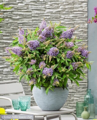 Buddleja-davidii-BUTTERFLY-CANDY®-LILA-SWEETHEART-‘BotEx-002‘-PBR--Fot.-Konkurs-Roslin-Nowosci-ZSzP