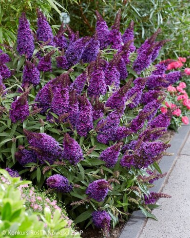 Buddleja davidii BUTTERFLY CANDY® LITTLE PURPLE --Fot.-Konkurs-Roslin-Nowosci-ZSzP